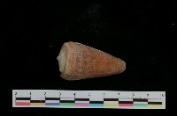 藏品(聳肩芋螺)的圖片